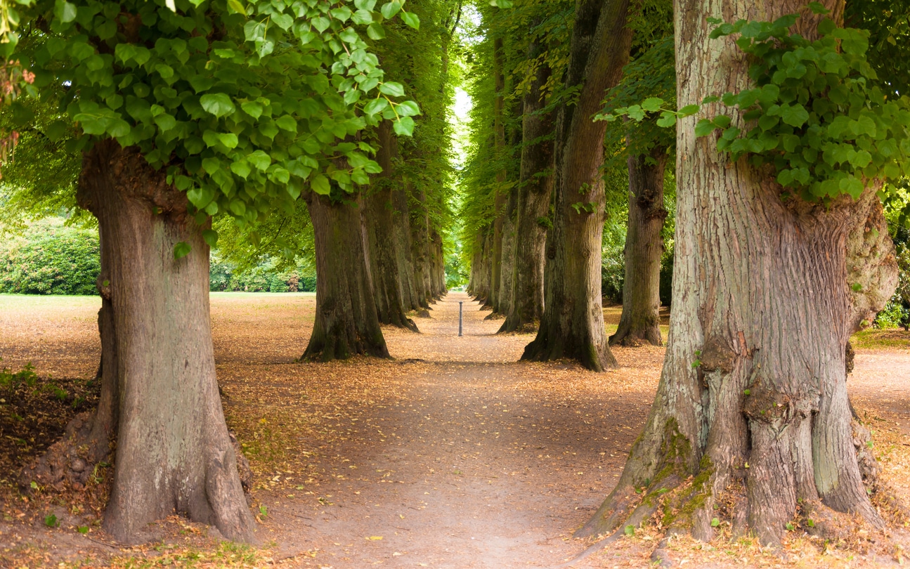 Allee von Bäumen im Hirschpark im Westen von Hamburg