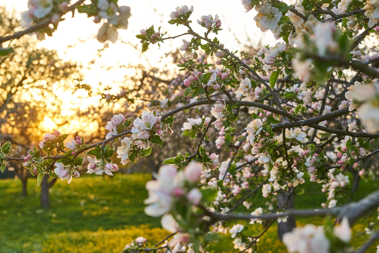 Detail einer Apfelblüte und Apfelbaum Plantage im Alten Land im Süden von Hamburg