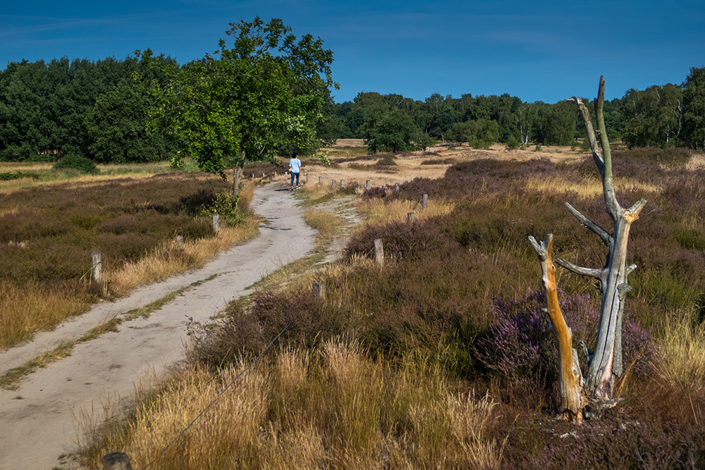 Foto Weg in den Boberger Dünen